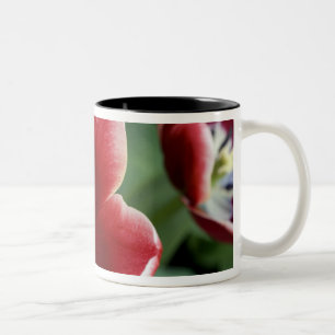 Taza Bicolor Países Bajos (también conocido como Holanda), Liss