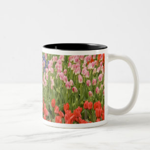Taza Bicolor Países Bajos (también conocido como Holanda), Liss