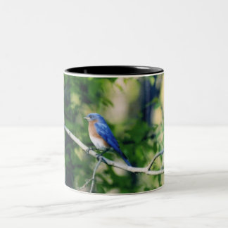 Taza Bicolor Pájaro del azul de Missouri