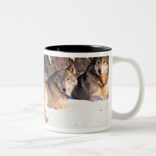 Taza Bicolor Paquete de lobos en invierno