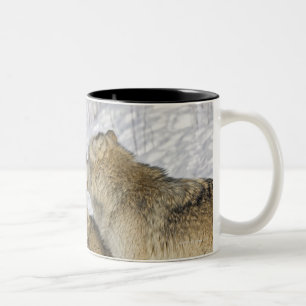 Taza Bicolor Paquete de lobos que obran recíprocamente