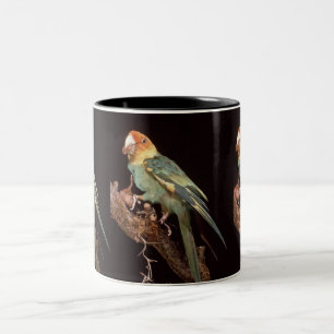Taza Bicolor Parakeet de Carolina extinto