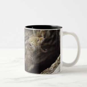 Taza Bicolor Pares de perritos jovenes del coyote que gritan