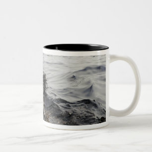 Taza Bicolor Parte de un pulido de aceite en el Golfo de Méxic