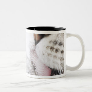 Taza Bicolor Pata de la limpieza del gato, primer