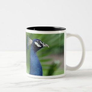 Taza Bicolor Pavo real encaramado en roca