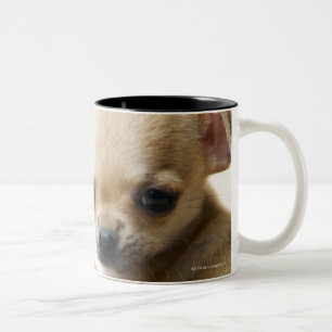 Taza Bicolor Perrito de la chihuahua en el cuenco (cosechado)