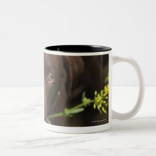 Taza Bicolor Perrito de Labrador que se sienta en hierba