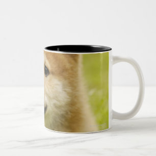 Taza Bicolor perrito de Shiba-ken