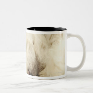 Taza Bicolor Perrito del caniche el dormir
