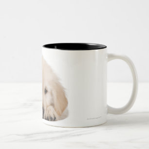 Taza Bicolor Perrito del golden retriever (20 semanas de viejo)