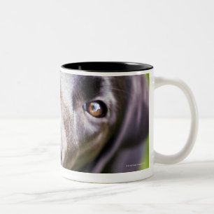 Taza Bicolor Perrito negro de Labrador que mira hacia arriba,