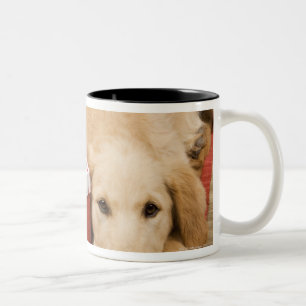 Taza Bicolor Perritos del golden retriever con el regalo del