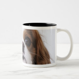 Taza Bicolor Perro de aguas de rey Charles arrogante que se