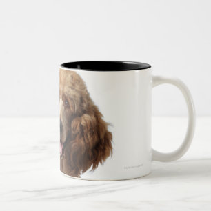 Taza Bicolor Perro de caniche de oro que lleva un estetoscopio