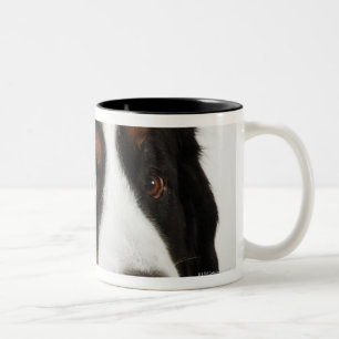 Taza Bicolor Perro de montaña de Bernese (Berner Sennenhund)