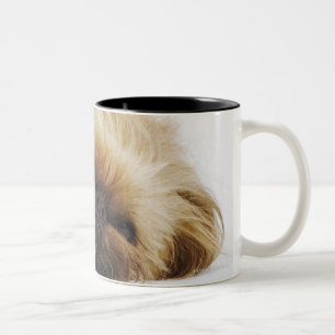 Taza Bicolor Perro de Pekingese, cierre para arriba