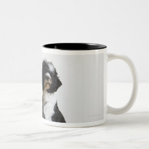 Taza Bicolor perro en un correo
