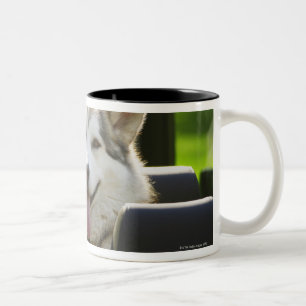 Taza Bicolor Perro fornido del convertible