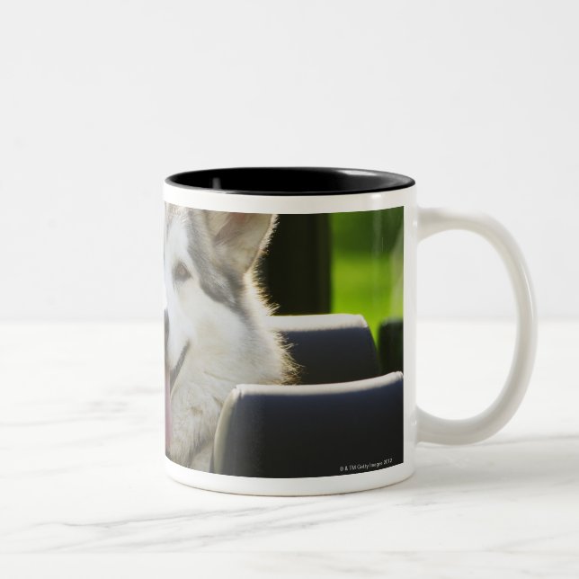Taza Bicolor Perro fornido del convertible (Derecha)
