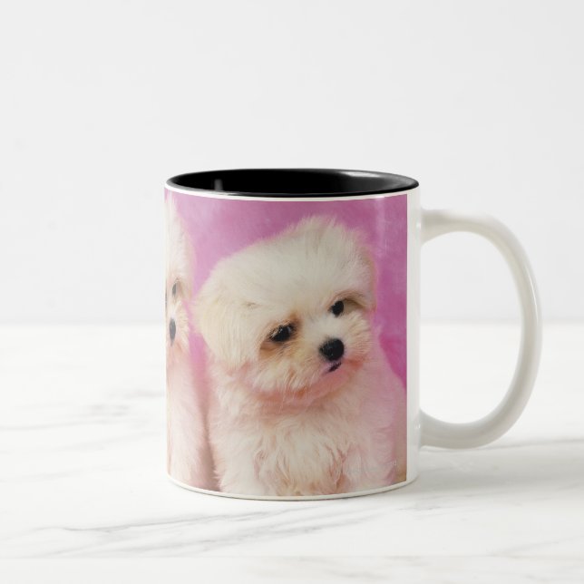 Taza Bicolor Perro maltés; está una pequeña raza del perro (Derecha)