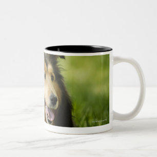 Taza Bicolor Perro pastor de Shetland que se sienta en la