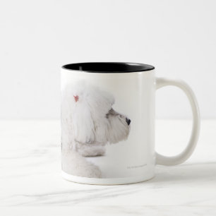 Taza Bicolor Perro pastor inglés viejo en el fondo blanco
