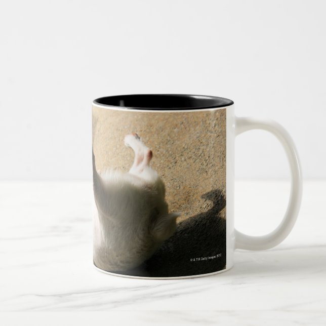 Taza Bicolor Perro que miente en el piso (Derecha)
