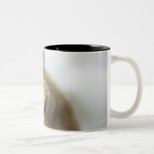 Taza Bicolor Perro que se coloca en piso