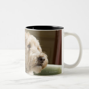 Taza Bicolor Perro que se sienta en butaca