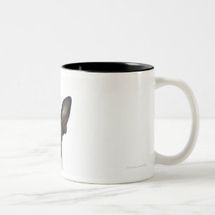 Taza Bicolor persiga la situación en 2 piernas que miran la
