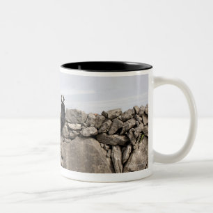 Taza Bicolor Persiga sentarse en una pared de piedra irlandesa