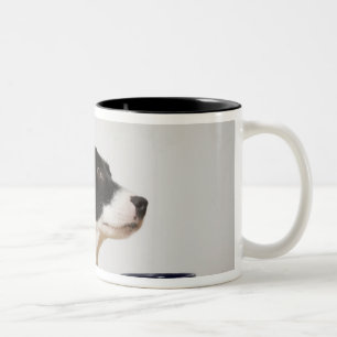 Taza Bicolor Persiga sentarse en una silla delante de un cuenco