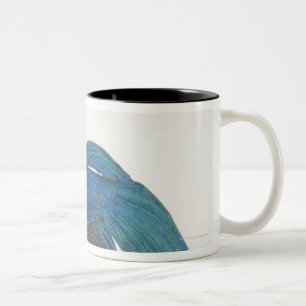 Taza Bicolor Pescados de Betta o pescados que luchan siameses
