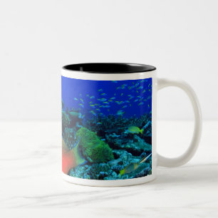 Taza Bicolor Pez loro Sheephead Scarus