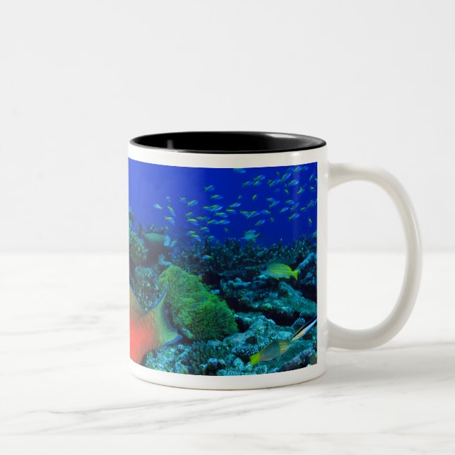 Taza Bicolor Pez loro Sheephead Scarus (Derecha)
