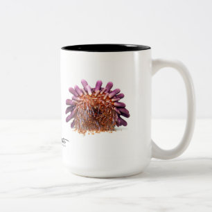 Taza Bicolor Pilluelo del casco, atratus de Colobocentrotus