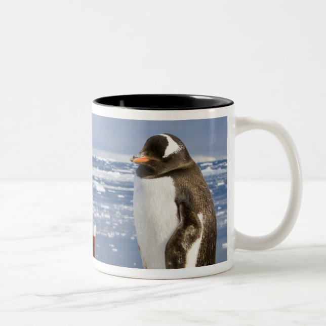 Taza Bicolor Pingüino Gentoo (Derecha)
