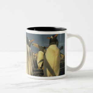 Taza Bicolor Pingüinos de Gentoo, (Pygoscelis papua), Falkland