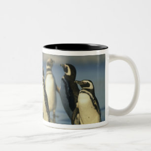 Taza Bicolor Pingüinos de Magallanes, Spheniscus