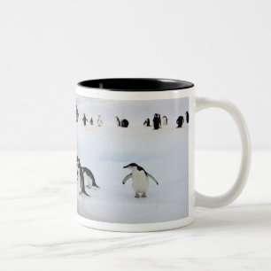 Taza Bicolor Pingüinos de penacho amarillo
