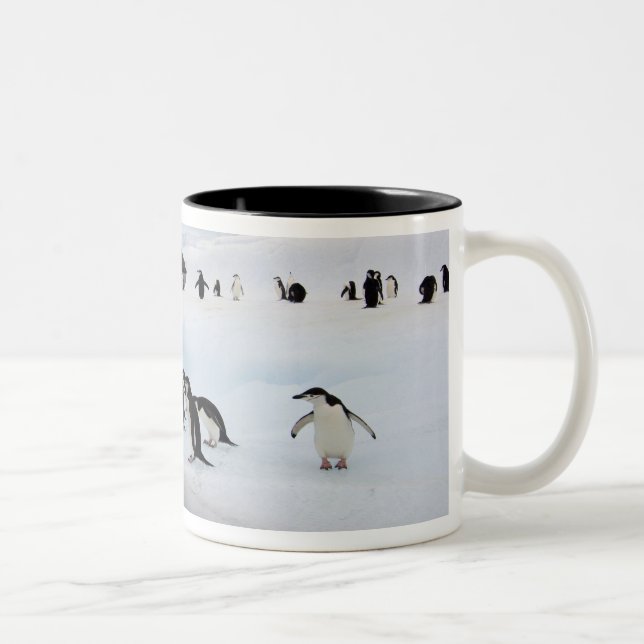 Taza Bicolor Pingüinos de penacho amarillo (Derecha)
