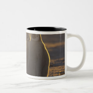 Taza Bicolor Pingüinos Emperadores