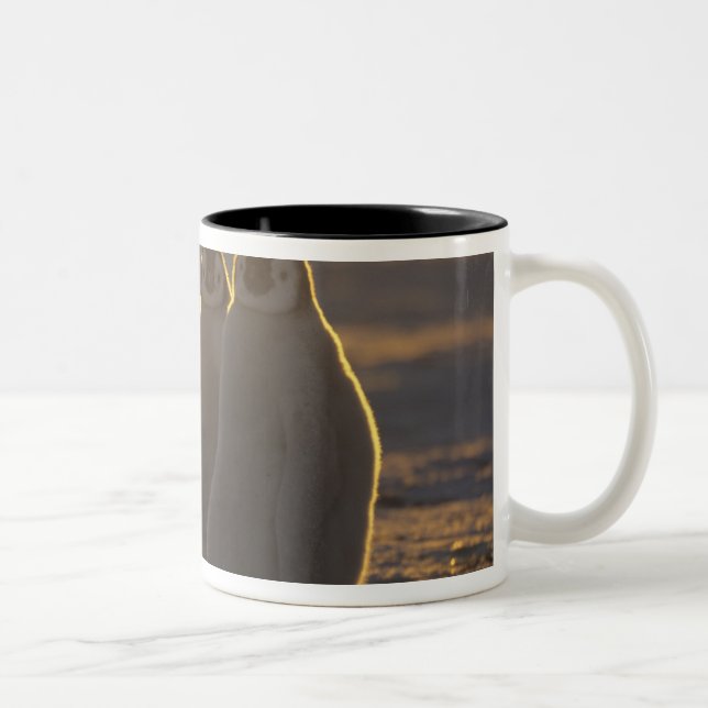 Taza Bicolor Pingüinos Emperadores (Derecha)