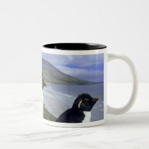 Taza Bicolor Pingüinos saltarrocas, (Eudyptes chrysocome),