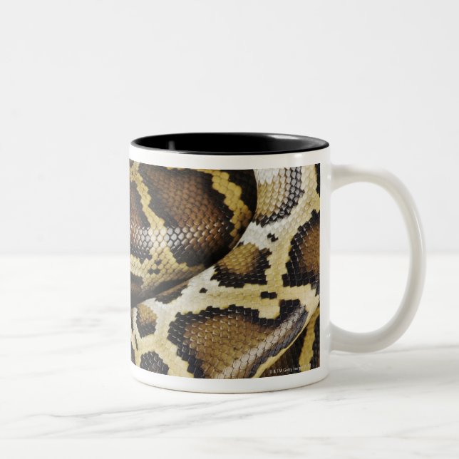 Taza Bicolor Pitón birmano (Derecha)
