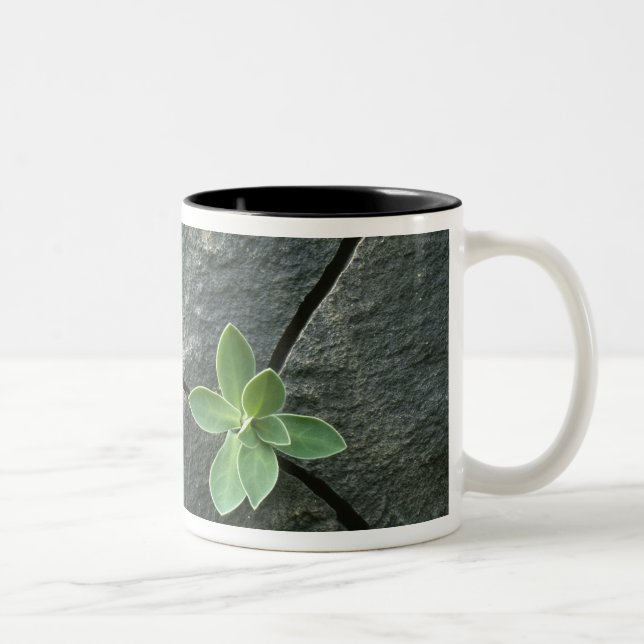 Taza Bicolor Planta que crece en Boulder agrietado (Derecha)