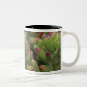 Taza Bicolor Planta Sedum, Museo del Desierto de Arizona-Sonora