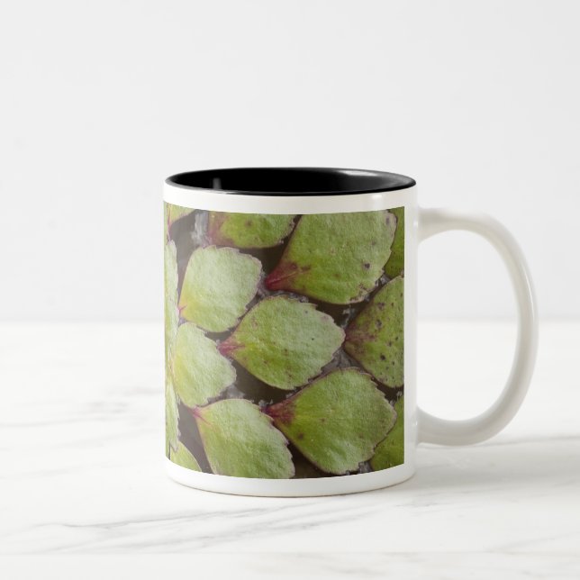 Taza Bicolor Plantas Acuáticas Rupununi, Guyana. (Derecha)