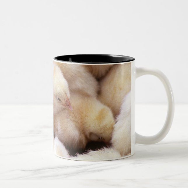 Taza Bicolor polluelos, cría de pollos (Derecha)